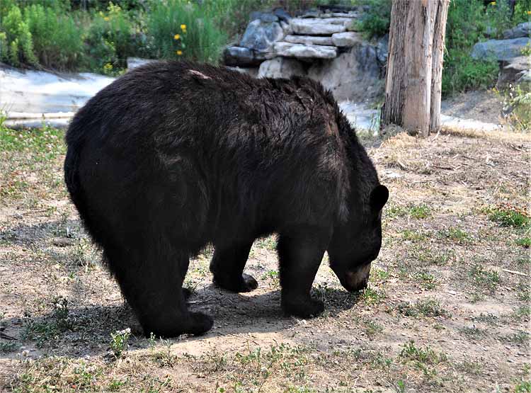 bear
